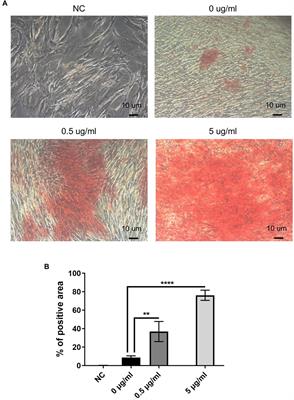 Gold Nanoclusters Potentially Facilitate Dentin Regeneration by Functioning Immunomodulation